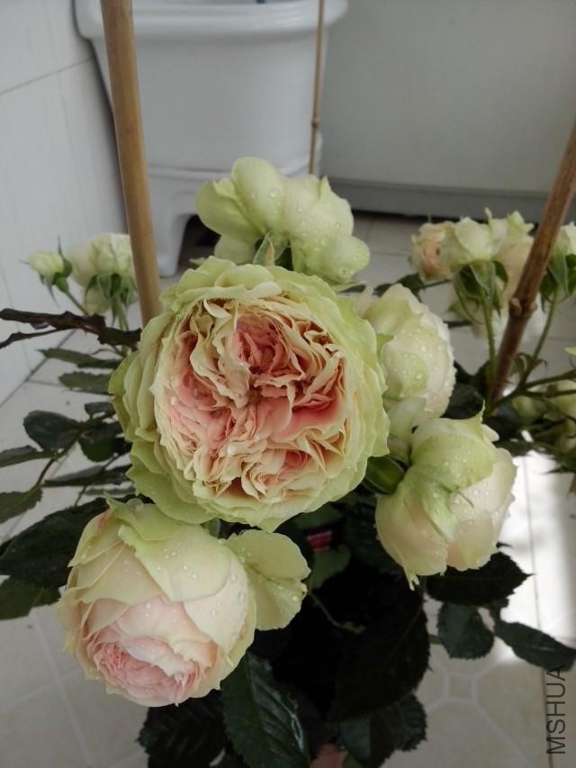 psb (1).jpg