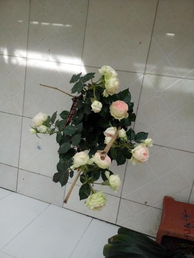 psb (4).jpg