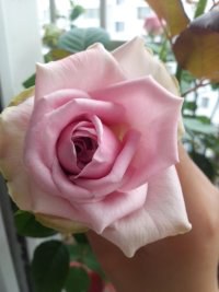 psb (1).jpg