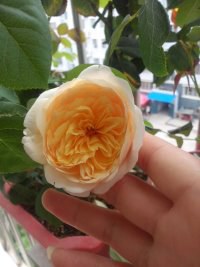 psb (23).jpg