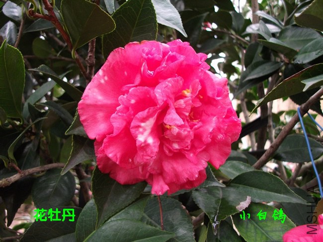 DSCF8539_����.jpg