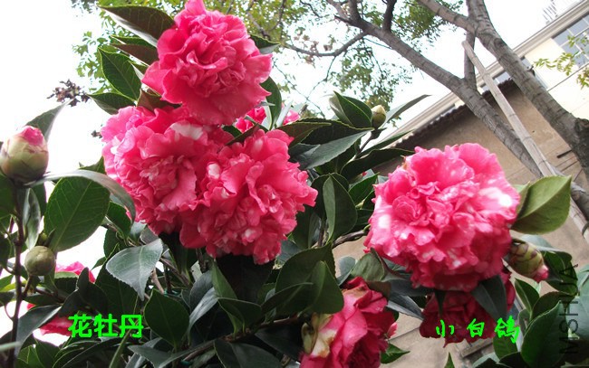 DSCF8540_����.jpg