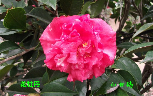 DSCF8543_����.jpg