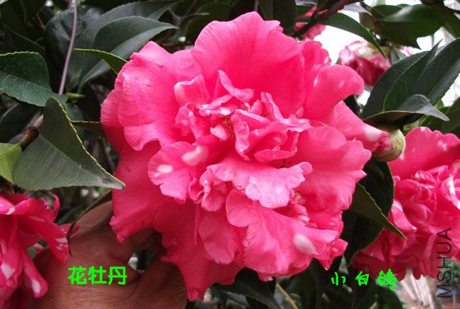 DSCF8548_����.jpg