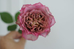 Ӣ�׽���