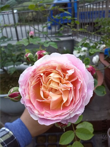 ����Ī�� Claude Monet-1.jpg