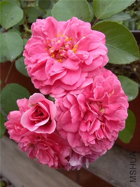 �ۺ�˹���� Pink Swany.jpg