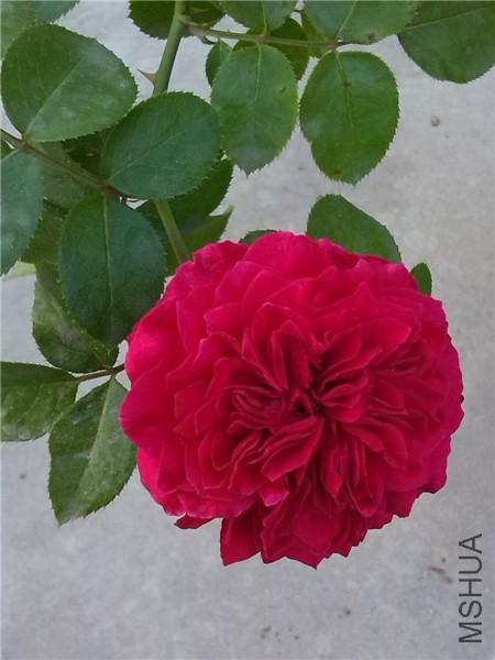 ��ɫ����� Red Leonardo da Vinci.jpg