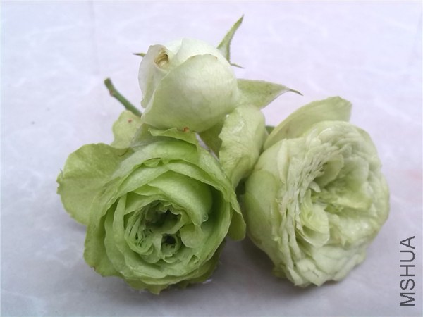 �ɰ��� lovely green.jpg