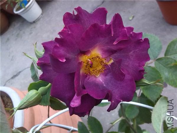 ������ ¬ɭ������Princesse Sibilla de Luxembourg.jpg