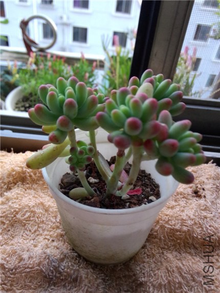 ������Ů�� (2).jpg