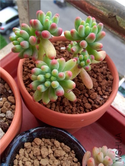 ������Ů�� (1).jpg