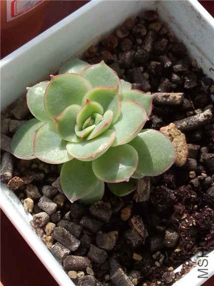 Ҷ�廨��ҹ (1).jpg