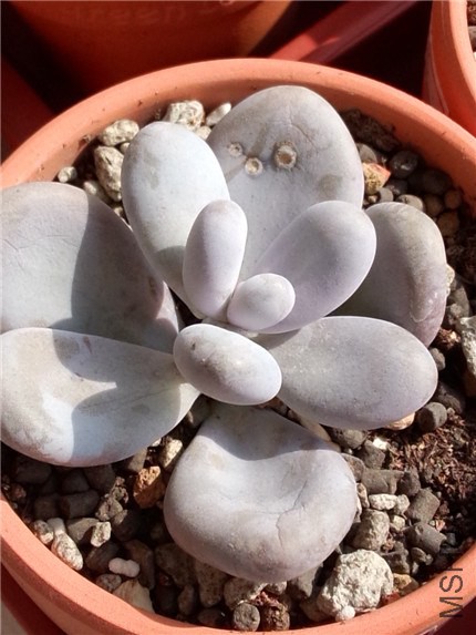 �������� (1).jpg