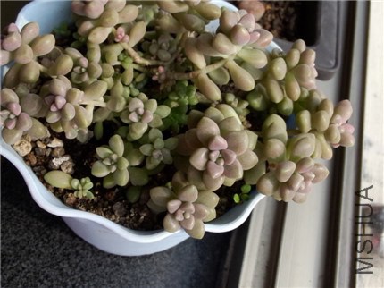 ������ (2).jpg