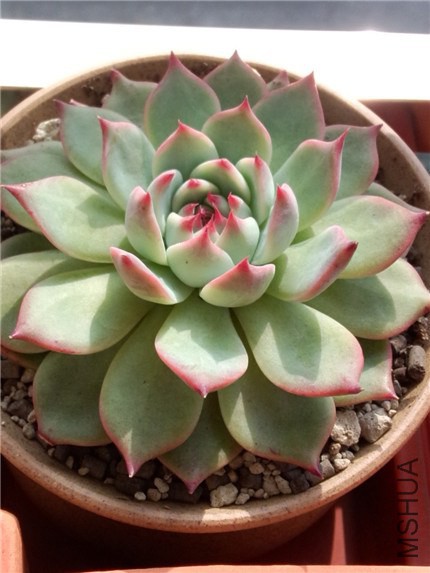 ������ (1).jpg