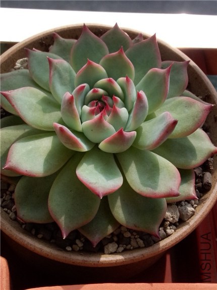 ������ (2).jpg