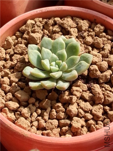 ����ʯ (1).jpg