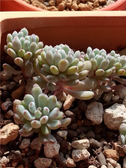 ���� (2).jpg