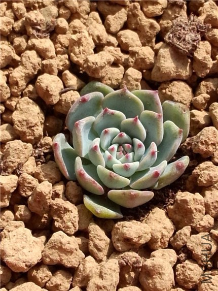 ������ (1).jpg