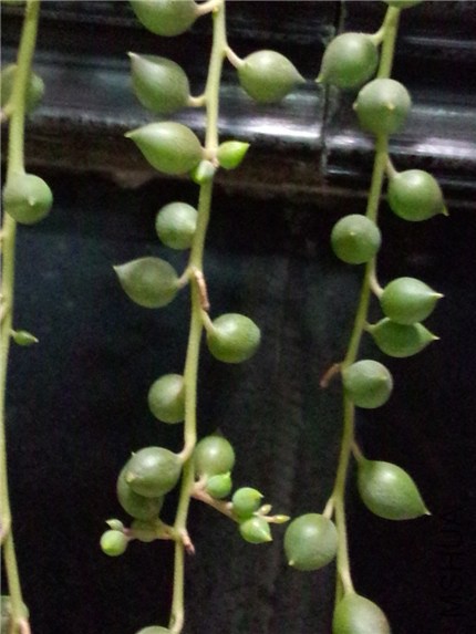 ������ (1).jpg