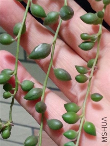 ������ (2).jpg