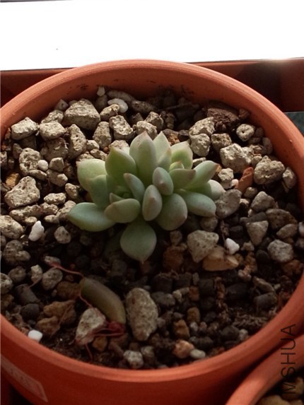 ˫ͷ���� (1).jpg