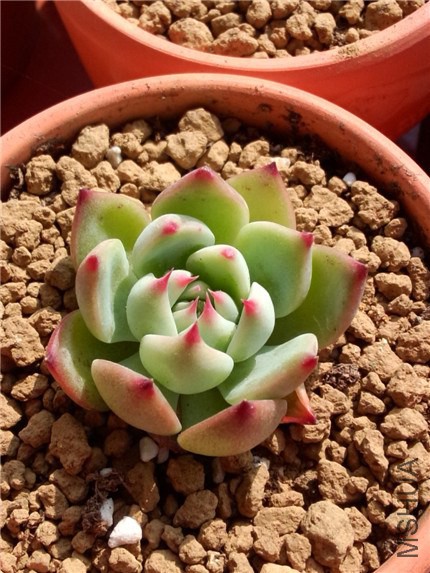 ��̫��1 (1).jpg