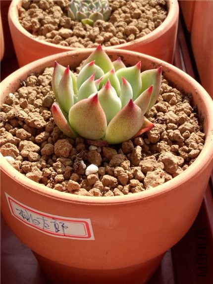 ��̫��1 (2).jpg