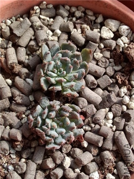 С���� (1).jpg