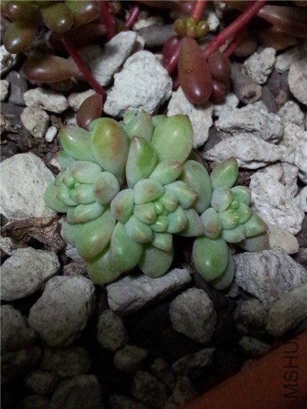 Ҷ����֬�� (1).jpg