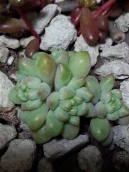 Ҷ����֬�� (2).jpg