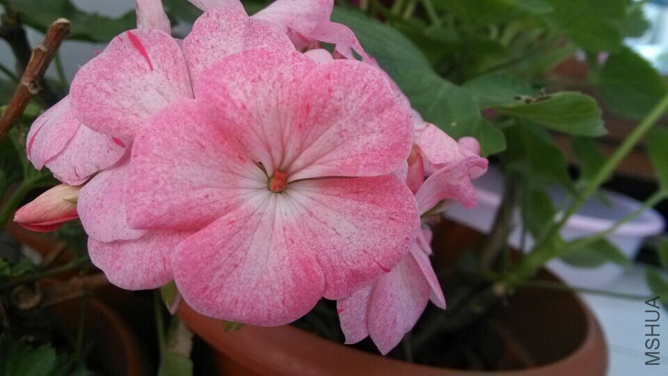 ��ݮ.jpg