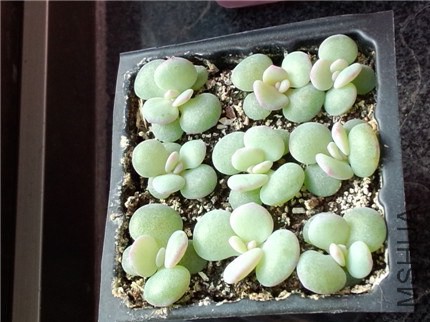 ѩ��С�� (1).jpg