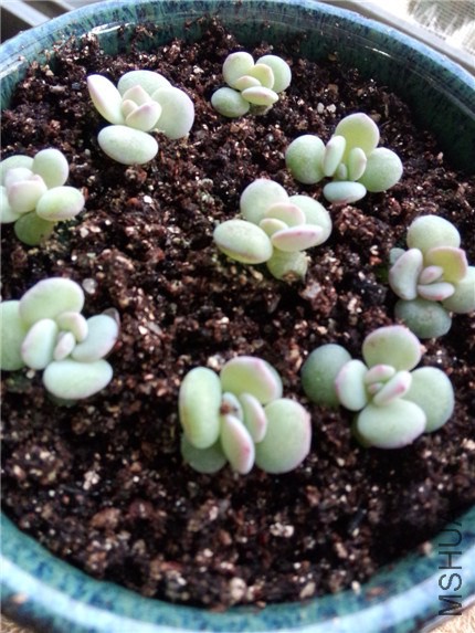 ѩ��С�� (4).jpg