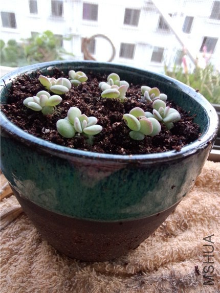 ѩ��С�� (2).jpg