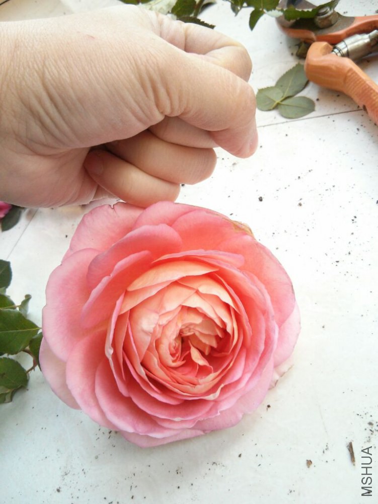 IMG_20141202_153408.jpg