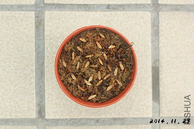 110523w42pj4ddx00q4nvd_����.jpg