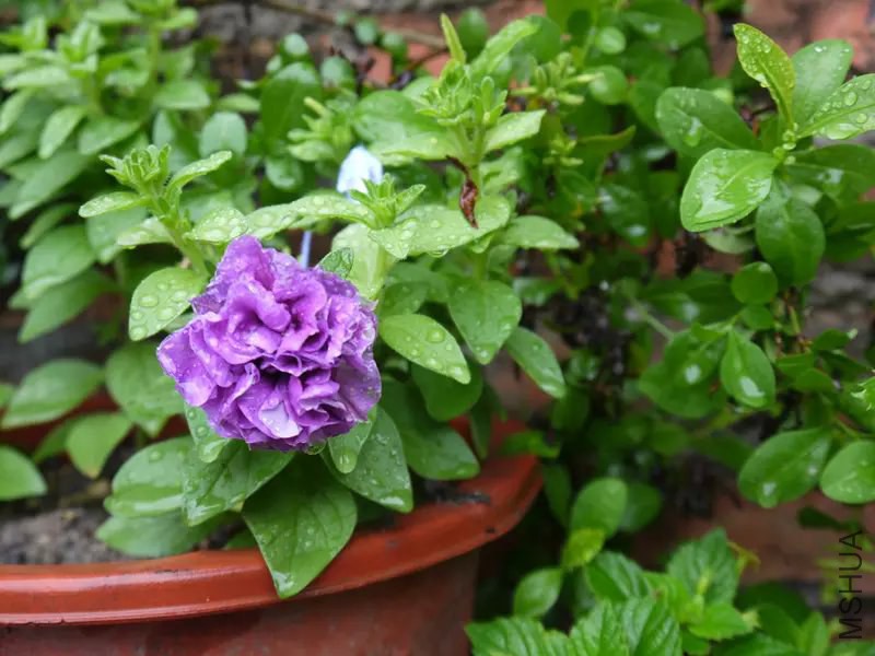 psb (1).jpg
