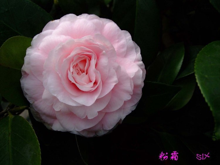 ��˪  10-3-13(1).jpg