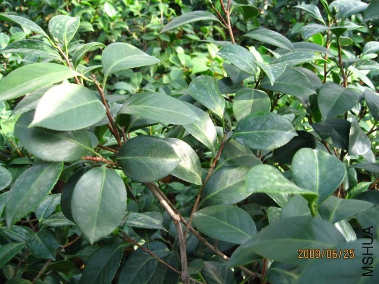 ���� 09-6-25.jpg