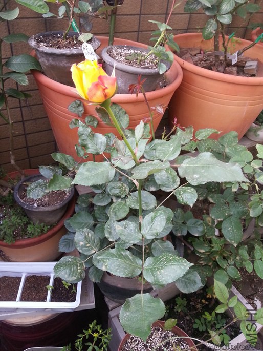20140509_165522.jpg