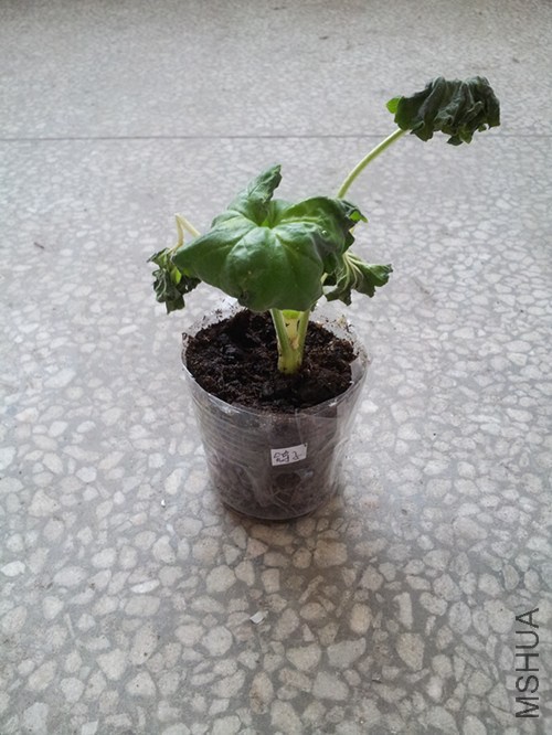 ���ӣ������۰�