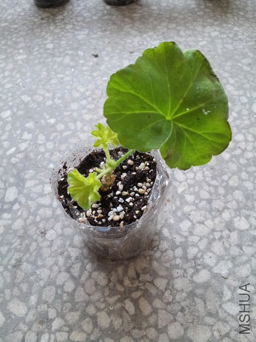 ��ɿɻ�����