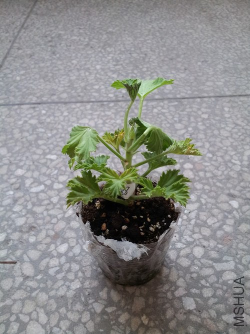 Ҷ�Ӷ�����