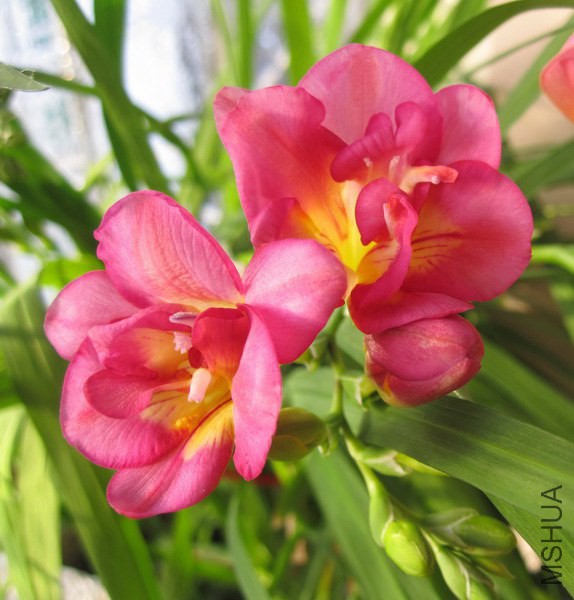 Freesia Bell Air �ذ����С���� 2.JPG