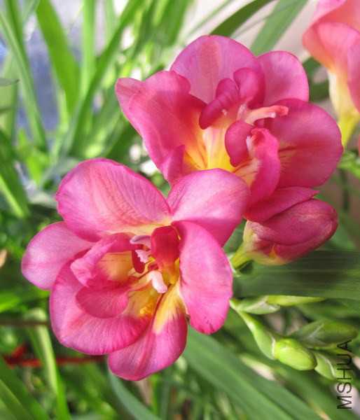 Freesia Bell Air �ذ����С���� 1.JPG