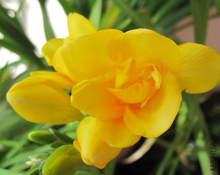 Freesia Floriade �ذ�ơ�ɫС����.jpg