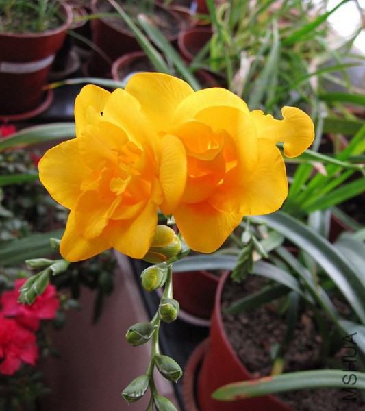 Freesia Floriade �ذ�ơ�ɫС���� 1.jpg