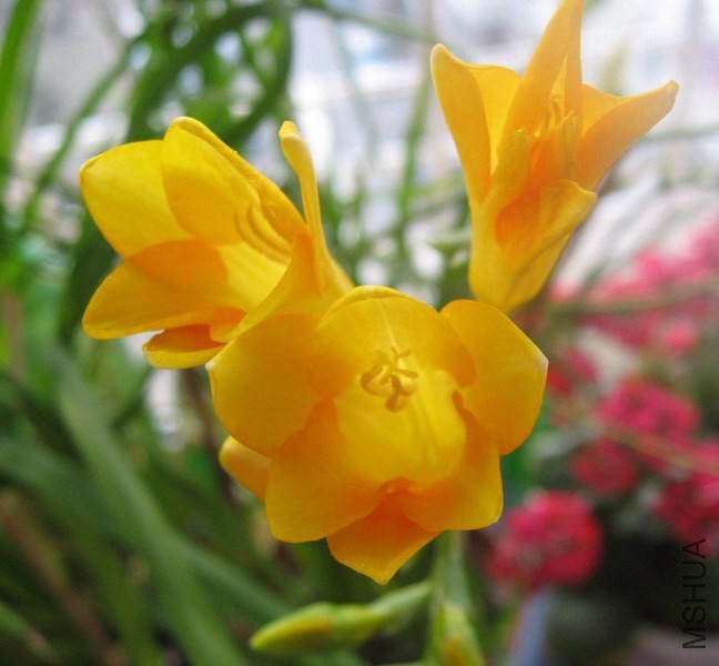 Freesia Gold River ��ơ�ɫС����.jpg